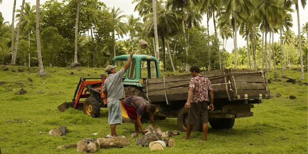 From collection to processing, making coconut oil for export in Samoa provides jobs.