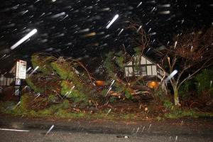A fallen tree blocks the footpath on Pharazyn Street during a storm in Lower Hutt. Photo / NZ Herald