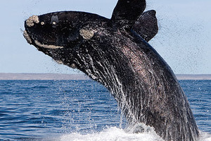 The Southern Right Whale.