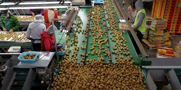 At present, New Zealand pays a 45 per cent tariff on exports of kiwifruit to South Korea. Photo / Alan Gibson