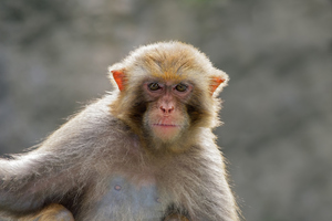 HIV vaccine trials on monkeys are expected to last two years.
Photo / Thinkstock
