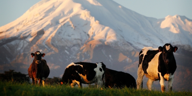 The drop in dairy prices comes after NZ commodity prices fell to a 17-month low in August. Photo / Christine Cornege