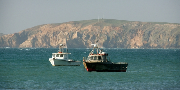 Scientists believe that the Chatham Rise is New Zealand's only known juvenile hoki nursery. Photo / APN
