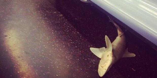 New York subway passengers spotted this shark in their train carriage.Photo / Isvette Verde, Instagram