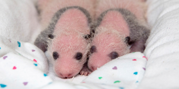 Twin newborn giant panda cubs lie in a blanket at Zoo Atlanta. Photo / AP