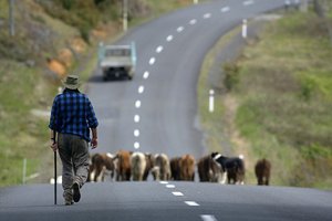 Farmers, Fonterra's shareholders, are absolutely ropeable over the botulism scandal. Photo / NZ Herald