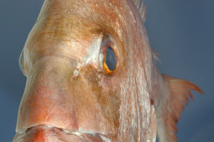 Snapper. Photo / Brett Phibbs