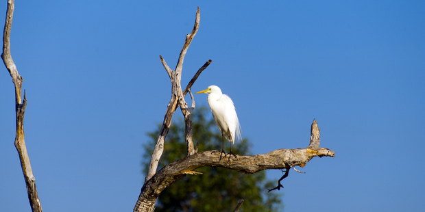 An egret perches on a tree in Kakadu National Park. Photo / Thinkstock