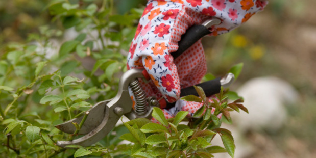 Now is a good time to prune fruit trees and roses - but leave stonefruit trees until the end of summer to avoid silverleaf disease. Photo / Thinkstock