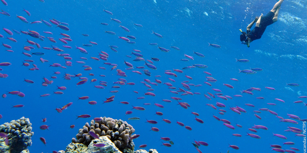 New Caledonia's crystal clear waters swarm with sealife. Photo / Martial Dosaine