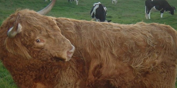Fergus the bull is the latest of 33 Highland cattle to be killed on Barry Skokandich's Whakamarama farm.