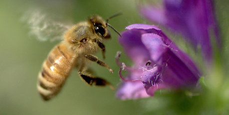 Pesticides are believed to be devastating bee populations worldwide. Photo / Brett Phibbs