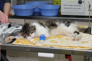 The SPCA are looking for the owner of this cat that was recovered in Ranui recovering from getting caught in a gin trap.