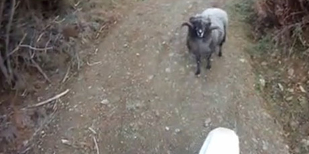 This ram is as stubborn as a mule. Photo / YouTube