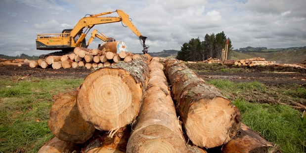 Logging is big business in NZ, with 330 contracting operations throughout the country. Photo / Natalie Slade