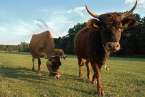 Swiss shoppers aren't too keen on "bull penis" dog crews... Neither are the bulls. Photo / Thinkstock