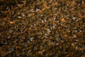 A woman has been stung to death by bees in South Africa. Photo / AFP