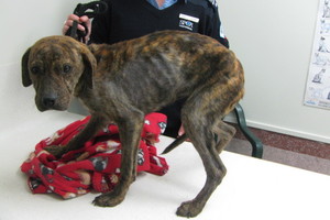 The owner of this starved puppy has been banned from owning animals for four years. The puppy had to be put down.