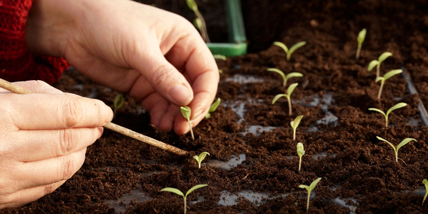When pricking out take care not to damage delicate seedlings.