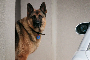 German shepherd dog at the Redvale property. Photo / Doug Sherring