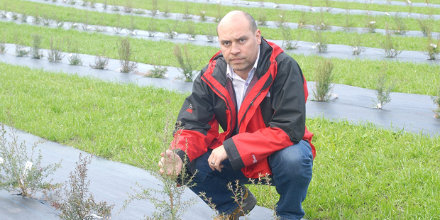 Jeremy Gardiner has planted 1500 manuka trees in pursuit of purity. Photo / Lani Hepi