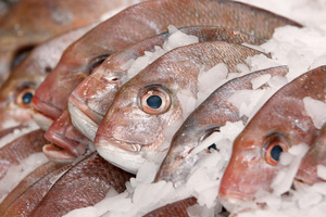 Snapper. Photo / Brett Phibbs