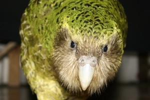 Sirocco the kakapo was described by actor Stephen Fry as having a "Victorian gentleman's face".