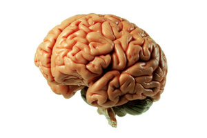 Photo / Thinkstock