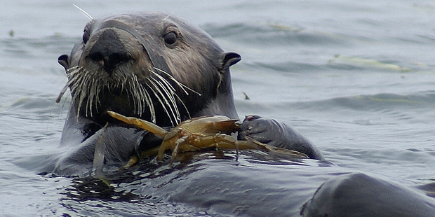 By eating crabs, the revived California sea otters are combating some harmful effects of agricultural runoff. Photo / AP