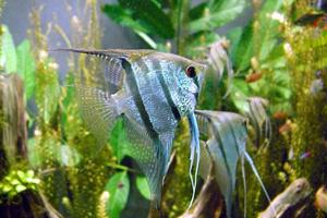 Common freshwater angelfish.Photo / Creative Commons