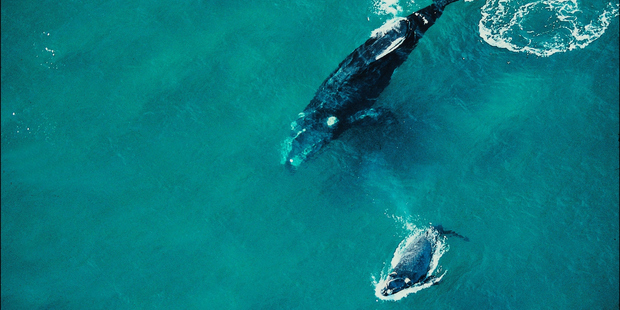 Southern right whales journey to the Great Australian Bight each year to breed. Photo / Getty Images