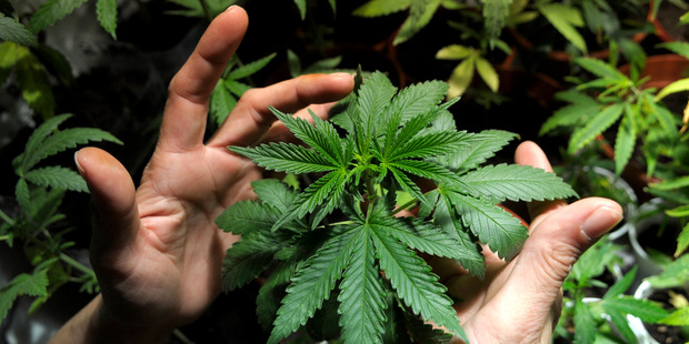 Colorado and Washington are the first states in the US to make marijuana legal. Photo / AP