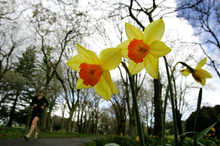 Blooming daffodils.Photo / File