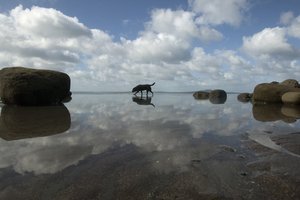 The council wants to give dog walkers an extra hour on the beaches. Photo / Paul Estcourt