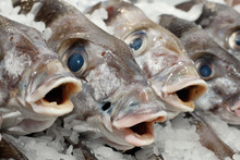 Tarakihi at Auckland Fish Market.Photo / Brett Phibbs