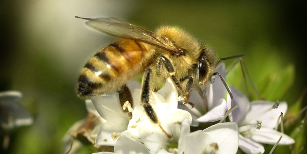 Bee prices and the number of beekeepers are rising - the exact opposite of an industry in steep decline.