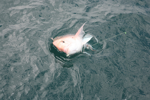 Fish should not be removed from the water if you intend to release them.