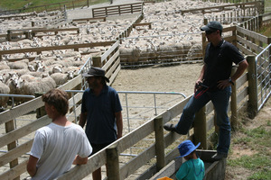Juan Theron at work at Highlands Station, Rotorua. Theron switched to sheep and beef farming after developing an allergy to dairy cows.