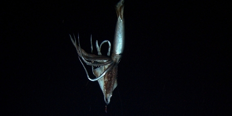 Footage of the gaint squid in its habitat.