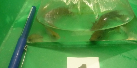 A bag of fish allegedly found on a Vietnamese air passenger at Auckland Airport.