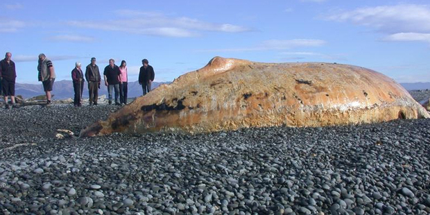 The dead whale on the beach between the sea and Lake Wainono, near Waimate. Photo / David Bruce