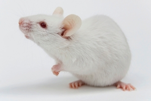 The test for botulism involved injecting mice with the suspect sample and a range of anti-toxins. Photo / Thinkstock