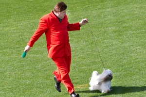 Sean Walton with his Lhasa Apso called Xsara. Photo / Stephen Parker