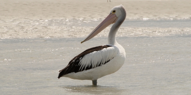 A pelican making itself at home on a Rangaunu Harbour sand bank. Photo / Kevin Matthews