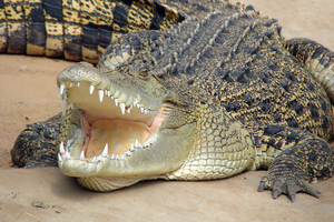 File photo / Thinkstock