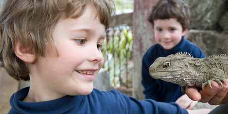 Christopher Thompson, 6, and Jeremy Thompson, 5, get up and close with Toa the Tuatara at the new Te Wao Nui enclosure at the Auckland Zoo. Photo / Richard Robinson
