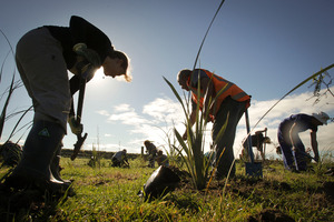 Conservation Week runs from September 8 to September 15. Photo / Richard Robinson