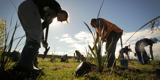 Hawkes Bay Regional Council tree planting beside the Karamu stream, Rauhapia Road, Whakatu, Hawkes Bay. Photograph / Warren Buckland