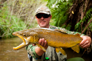 Some of the biggest brown trout are in the Bay of Plenty.