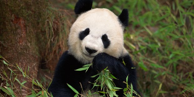 Adorable, but endangered. Where are the independent financial advisers? Photo / Thinkstock